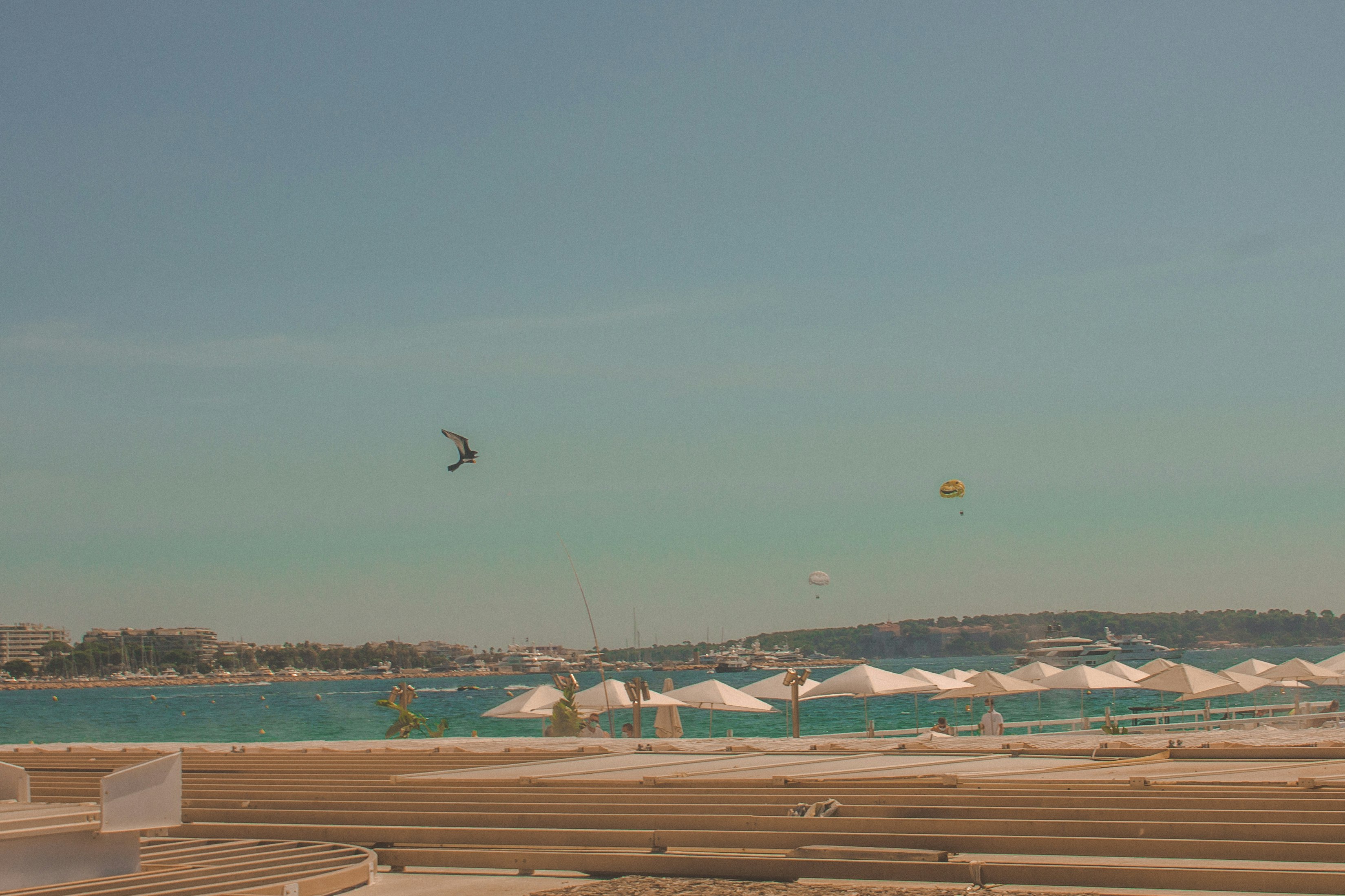 birds flying over the beach during daytime